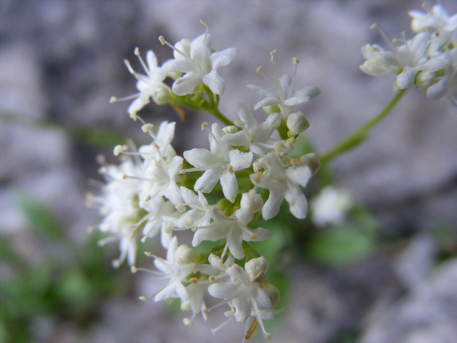 Valeriana saxatilis / Valeriana delle rupi